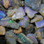 rough opal