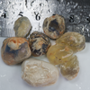 shell opal fossils