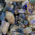Rough Fossil Opal Collection lightning Ridge