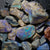 210 cts Rough Opal Lightning Ridge -Fossils Rough Opal