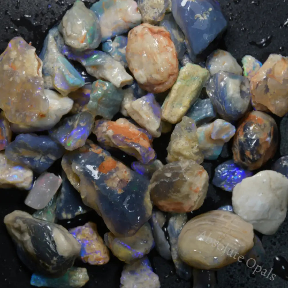 285 cts  Australian Rough Fossils Opal Collection Lightning Ridge -Shell &amp; Plant
