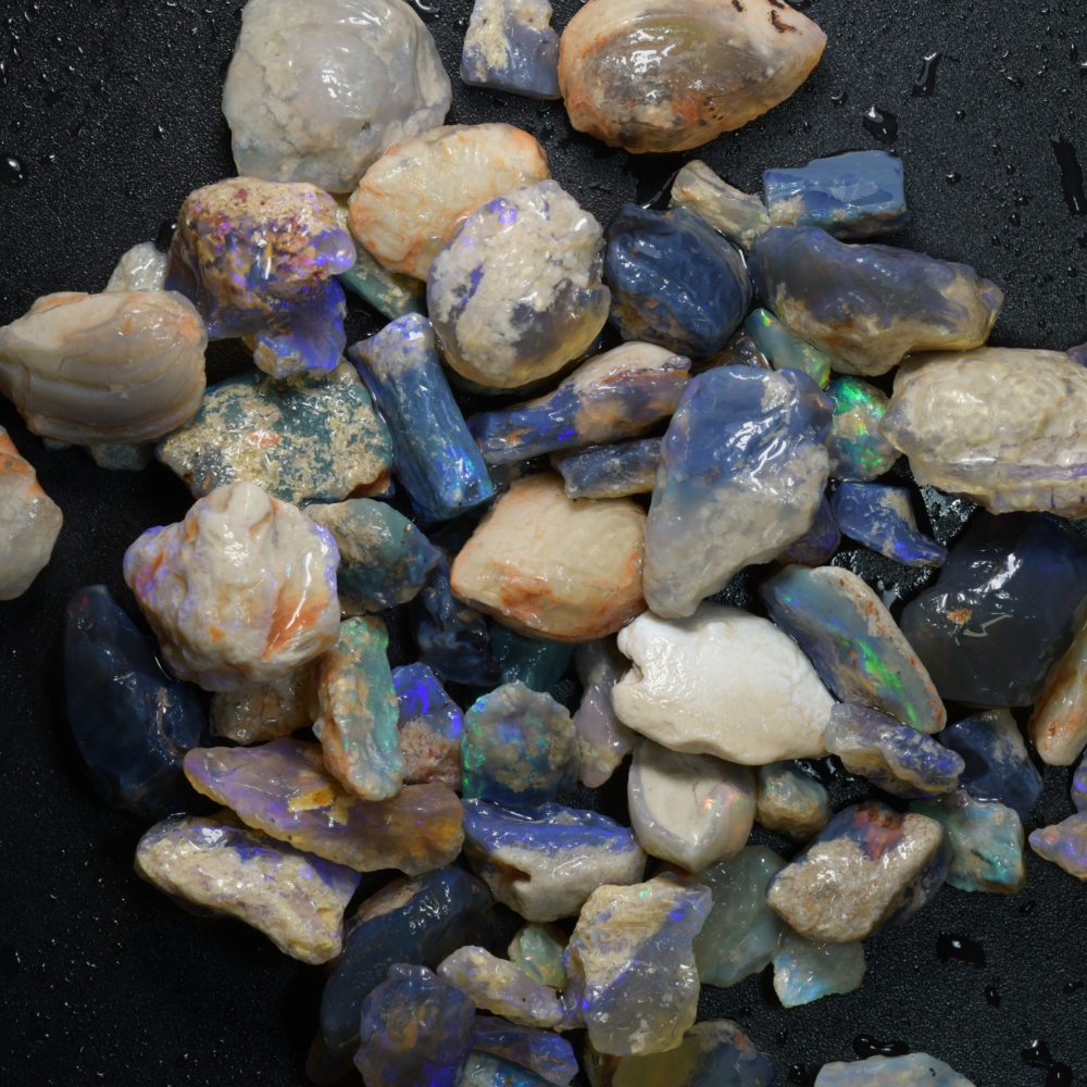   Australian Rough Fossils Opal Collection Lightning Ridge -Shell &amp; Plant