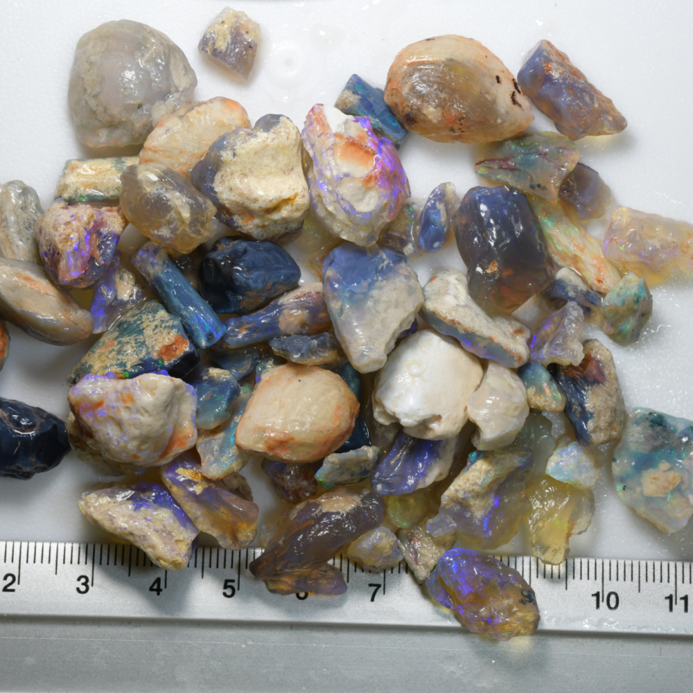 322 cts  Australian Rough Fossils Opal Collection Lightning Ridge -Shell &amp; Plant