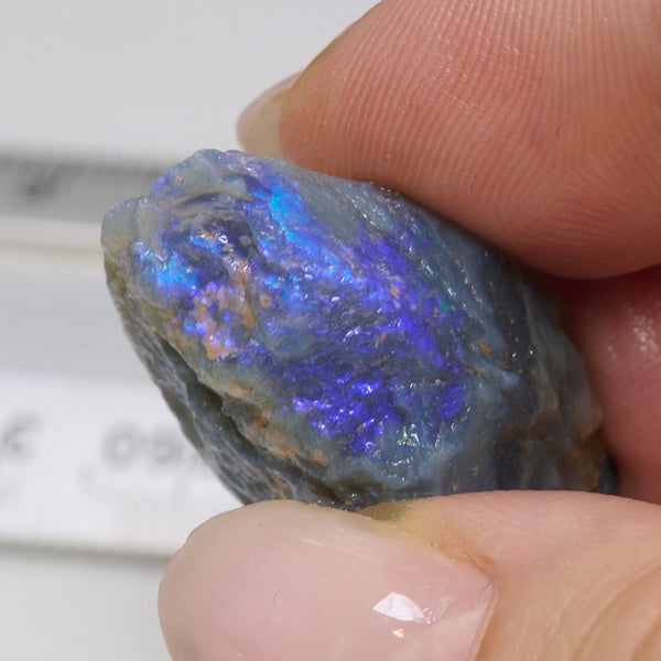 40.5 cts Australian Opal Rough Lightning Ridge Shell Fossil - Absolute ...