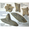Australian Glendonite Rare Large 5Pcs Complete Set Weight 1864G