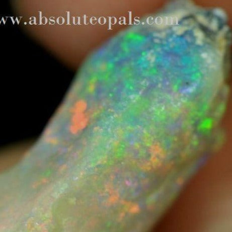 Plant Fossil opal