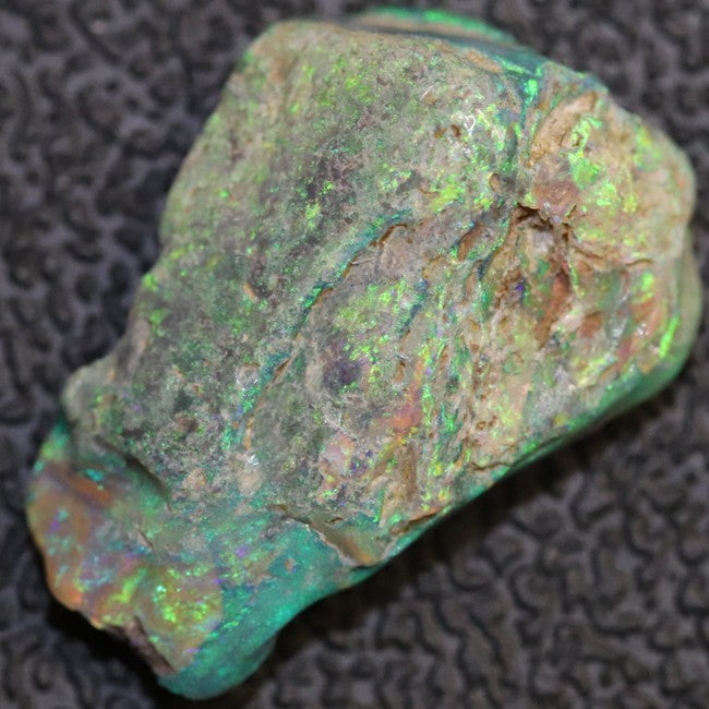 7.81 cts Australian Opal Rough Lightning Ridge Wood Fossil Polished Specimen