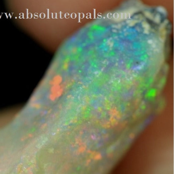 Plant Fossil opal